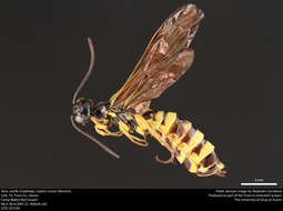 Image of Wheat Stem Sawfly