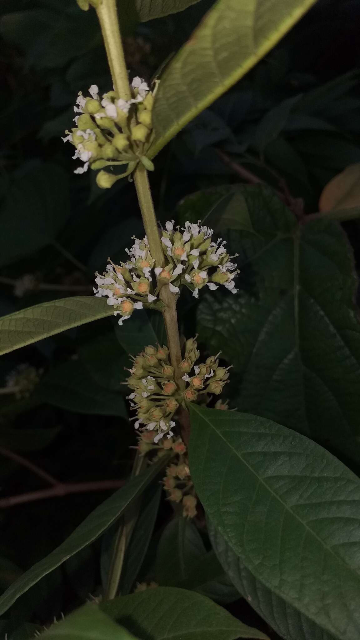 Adenaria resmi