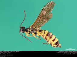 Image of Wheat Stem Sawfly