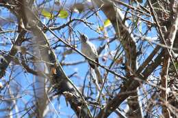 Image of Black-capped Gnatcatcher