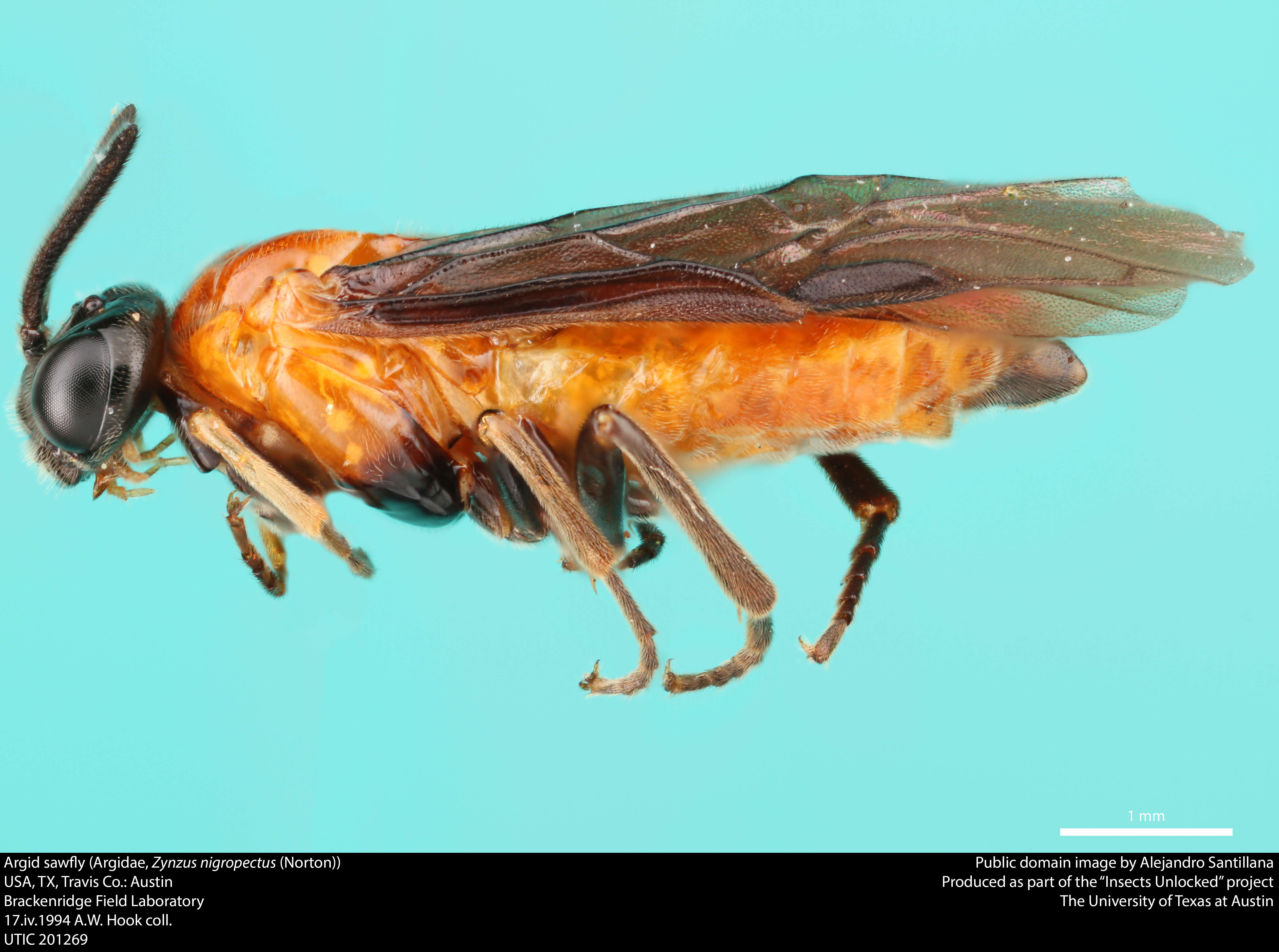 Image of argid sawflies