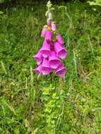 Image of purple foxglove