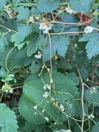 Image of beaked dodder