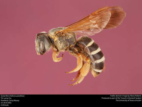 Image of Halictus Latreille 1804