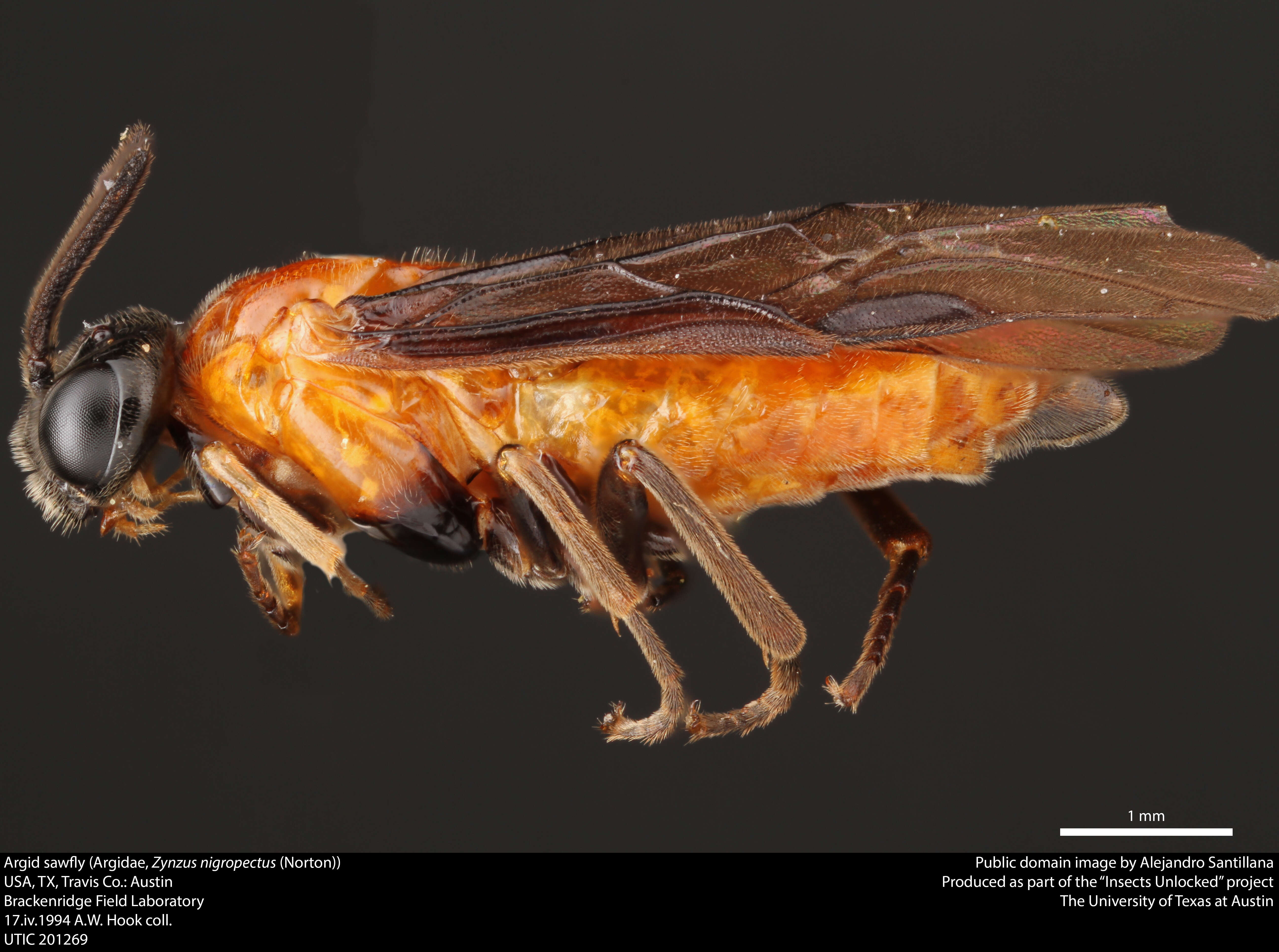 Image of argid sawflies