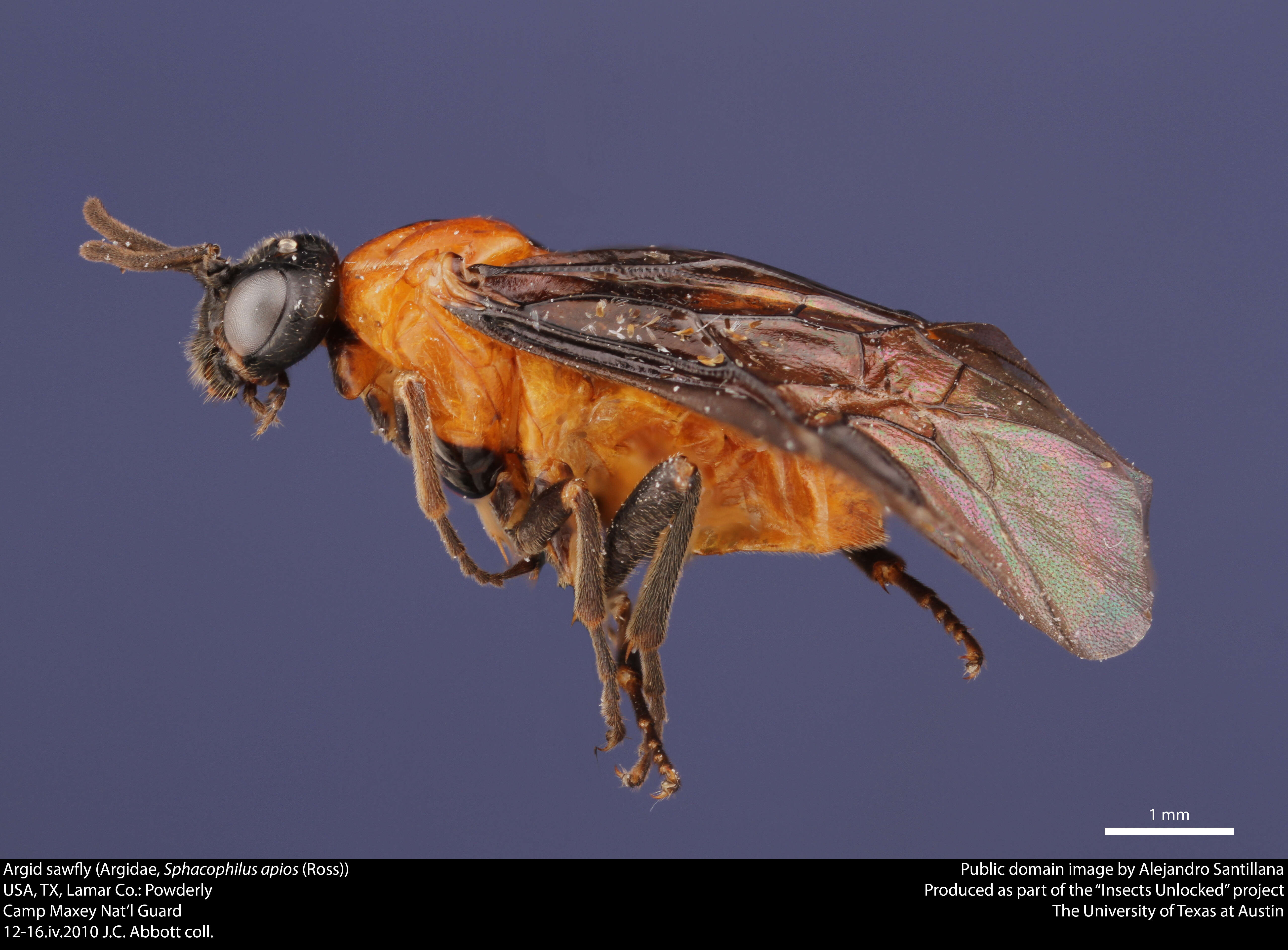 Image of argid sawflies