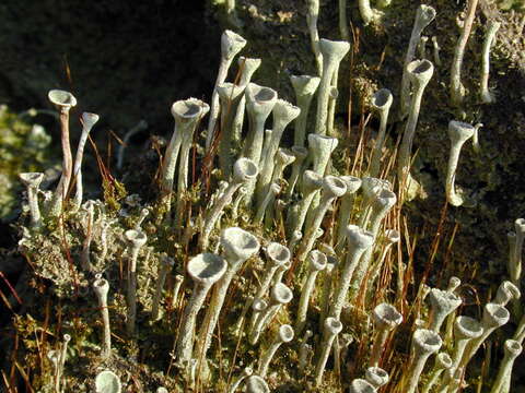 Image of cup lichen