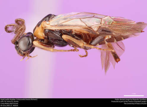 Image of argid sawflies