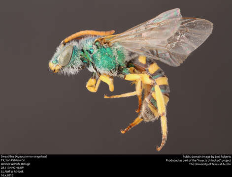 Agapostemon texanus Cresson 1872的圖片