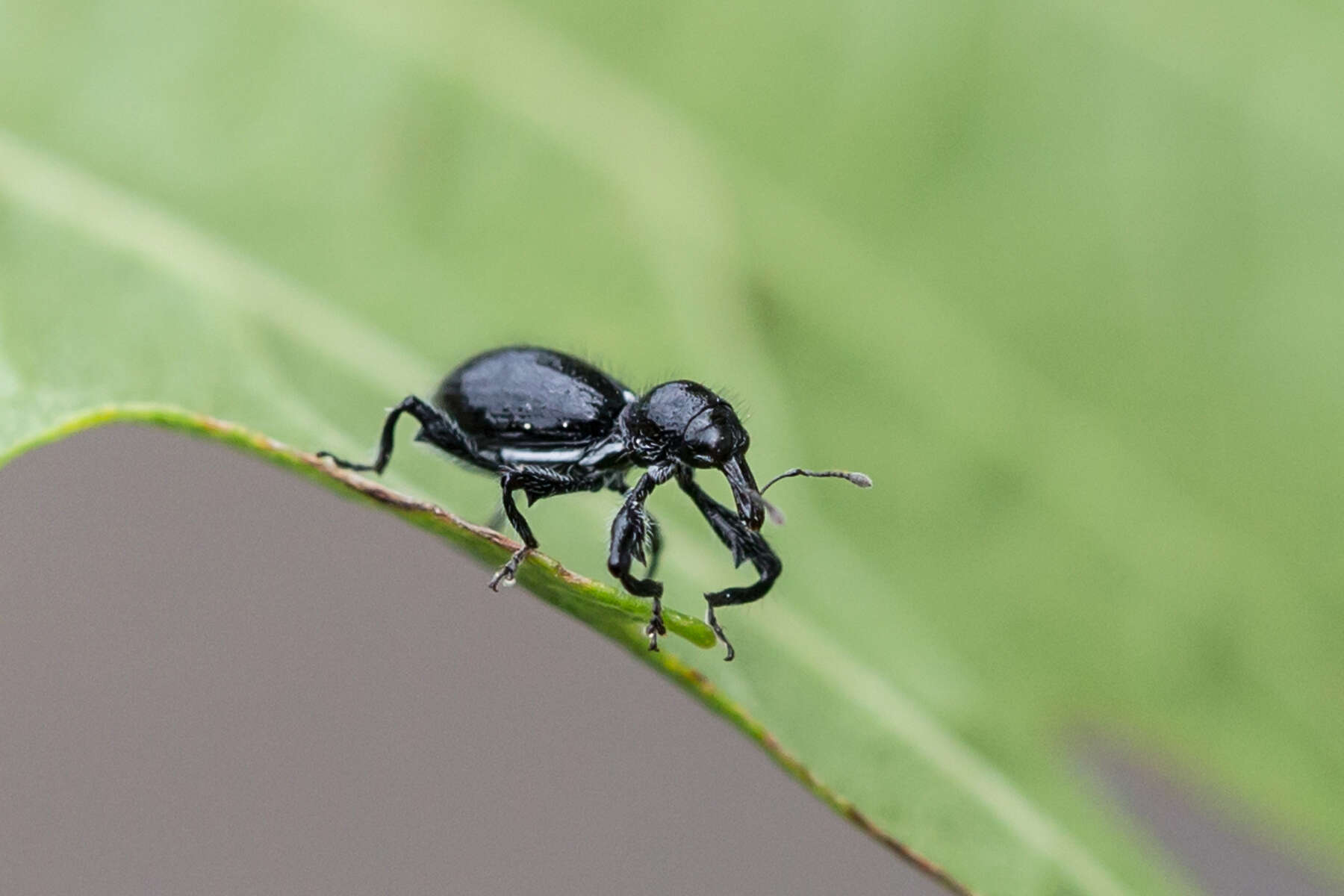 Image of Myrmex myrmex (Herbst & J. F. W. 1797)