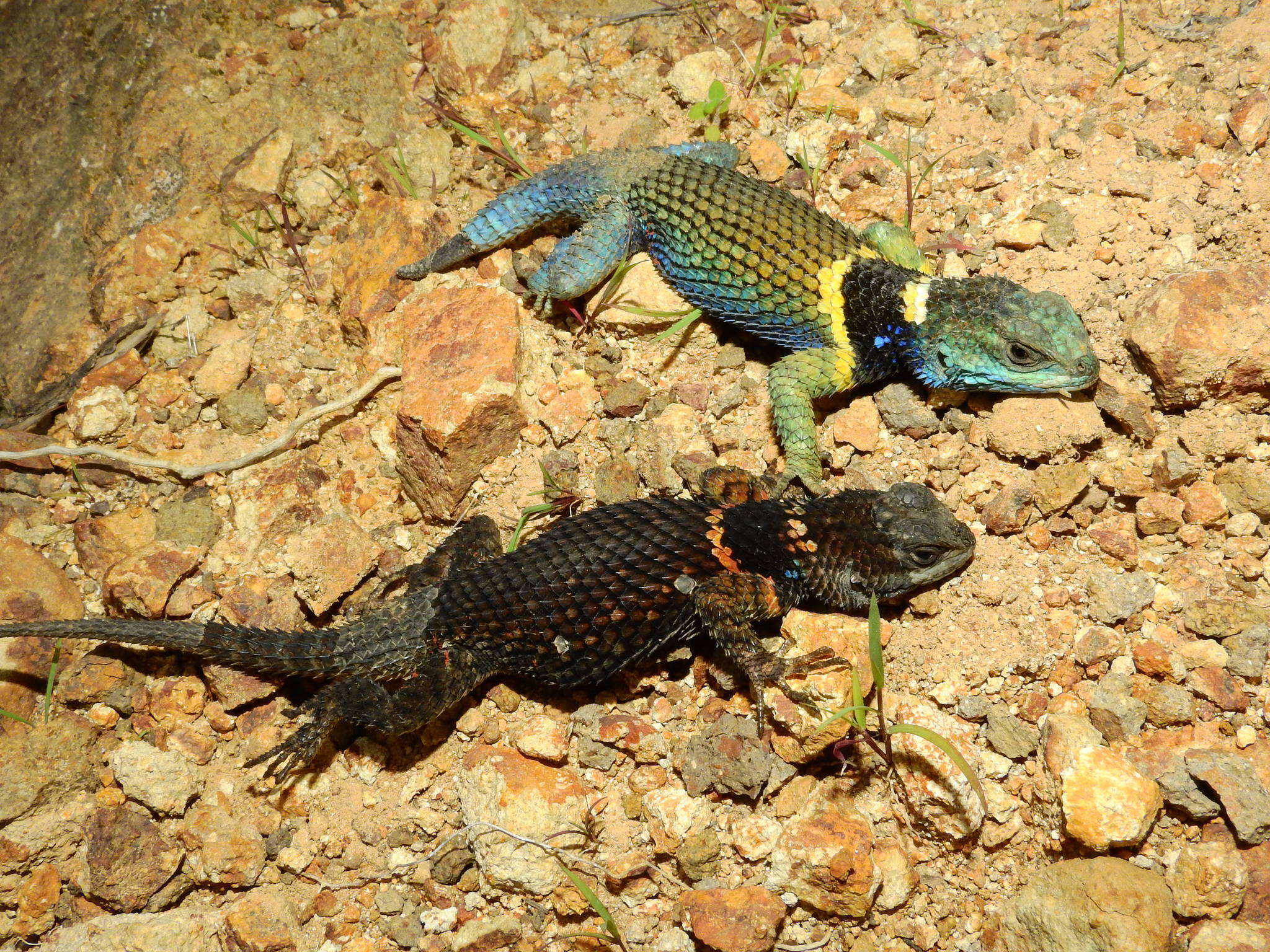 Image de Sceloporus aureolus Smith 1942