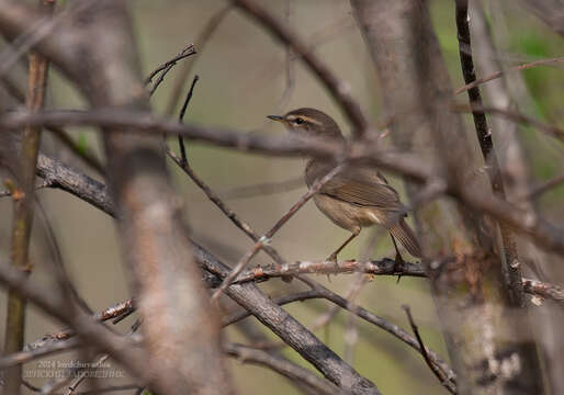 Image of Dusky Warbler