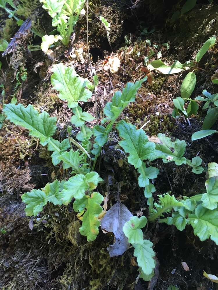 Image of Francoa appendiculata A. Juss.