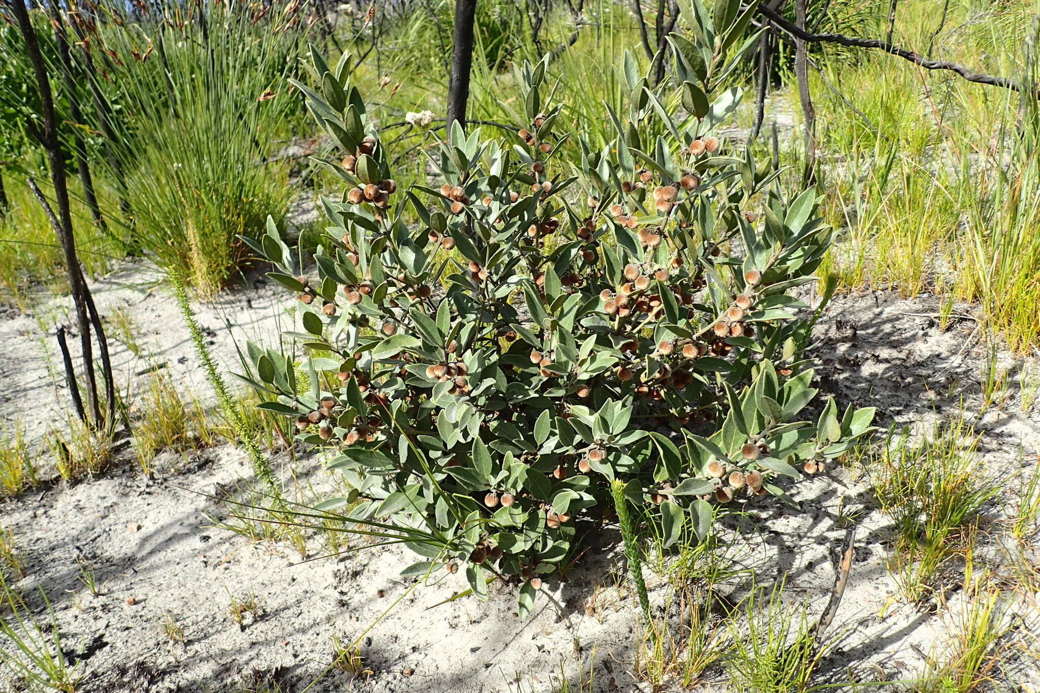 Image of Euclea polyandra (L. fil.) E. Mey. ex Hiern