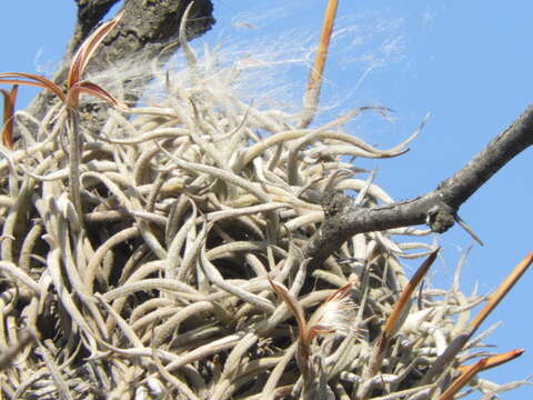 Tillandsia retorta Griseb. ex Baker resmi