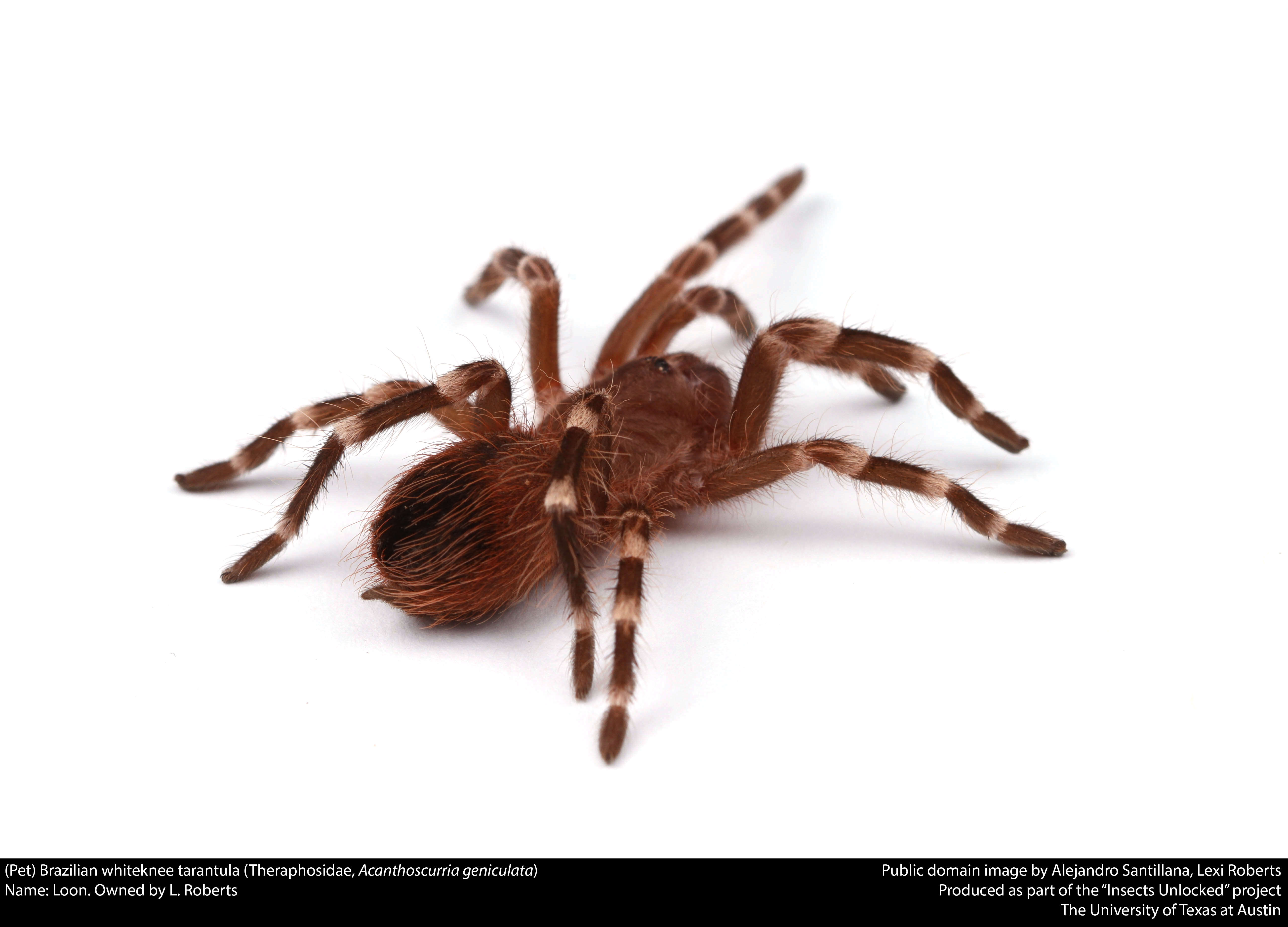 Image of Brazilian Whiteknee Tarantula