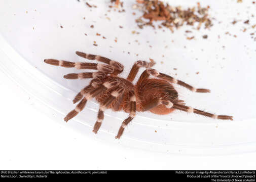 Image of Brazilian Whiteknee Tarantula