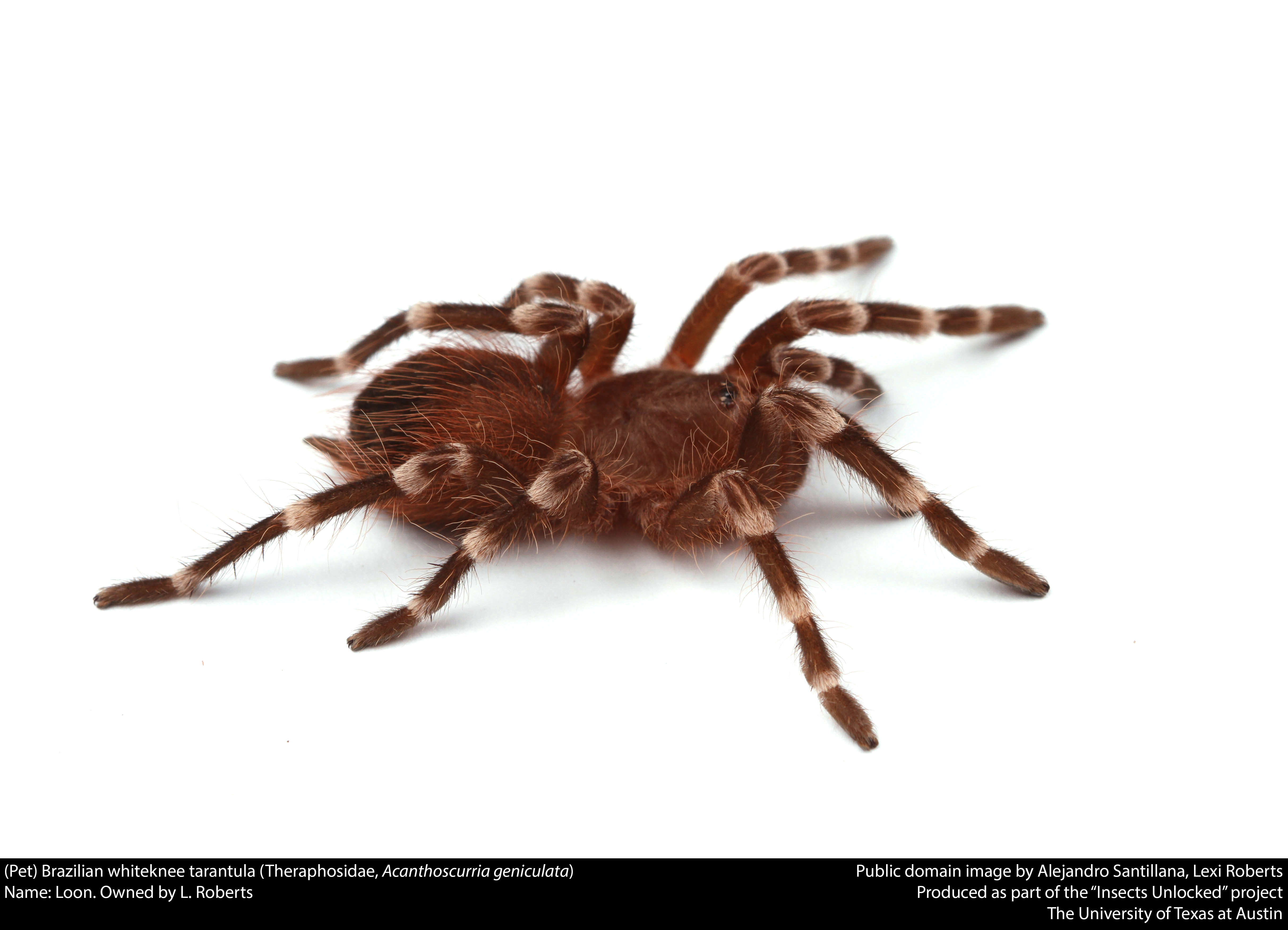 Image of Brazilian Whiteknee Tarantula