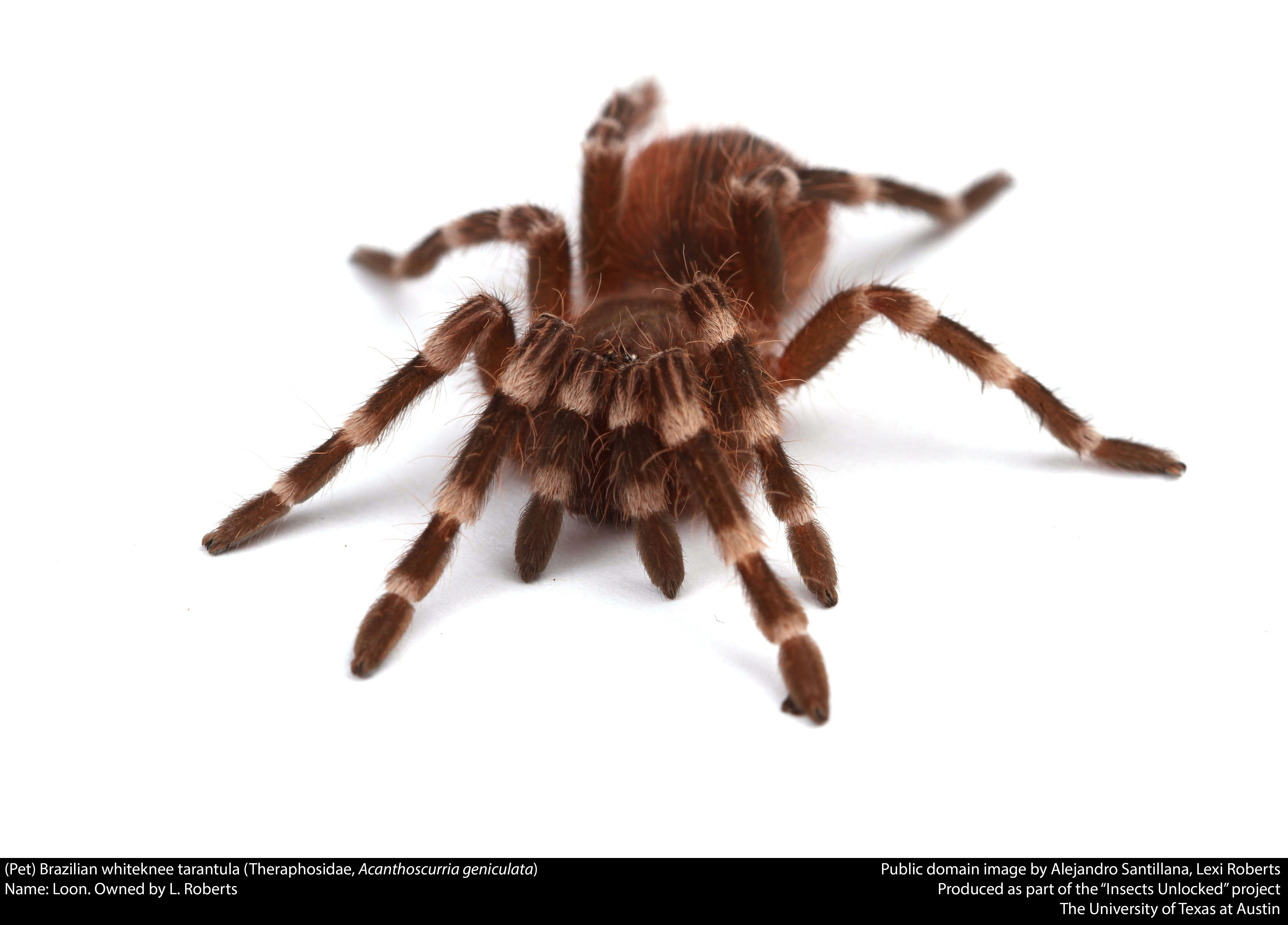 Image of Brazilian Whiteknee Tarantula