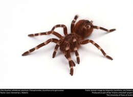 Image of Brazilian Whiteknee Tarantula