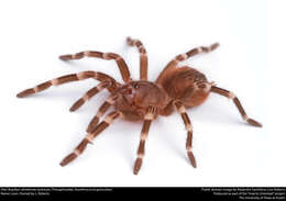 Image of Brazilian Whiteknee Tarantula