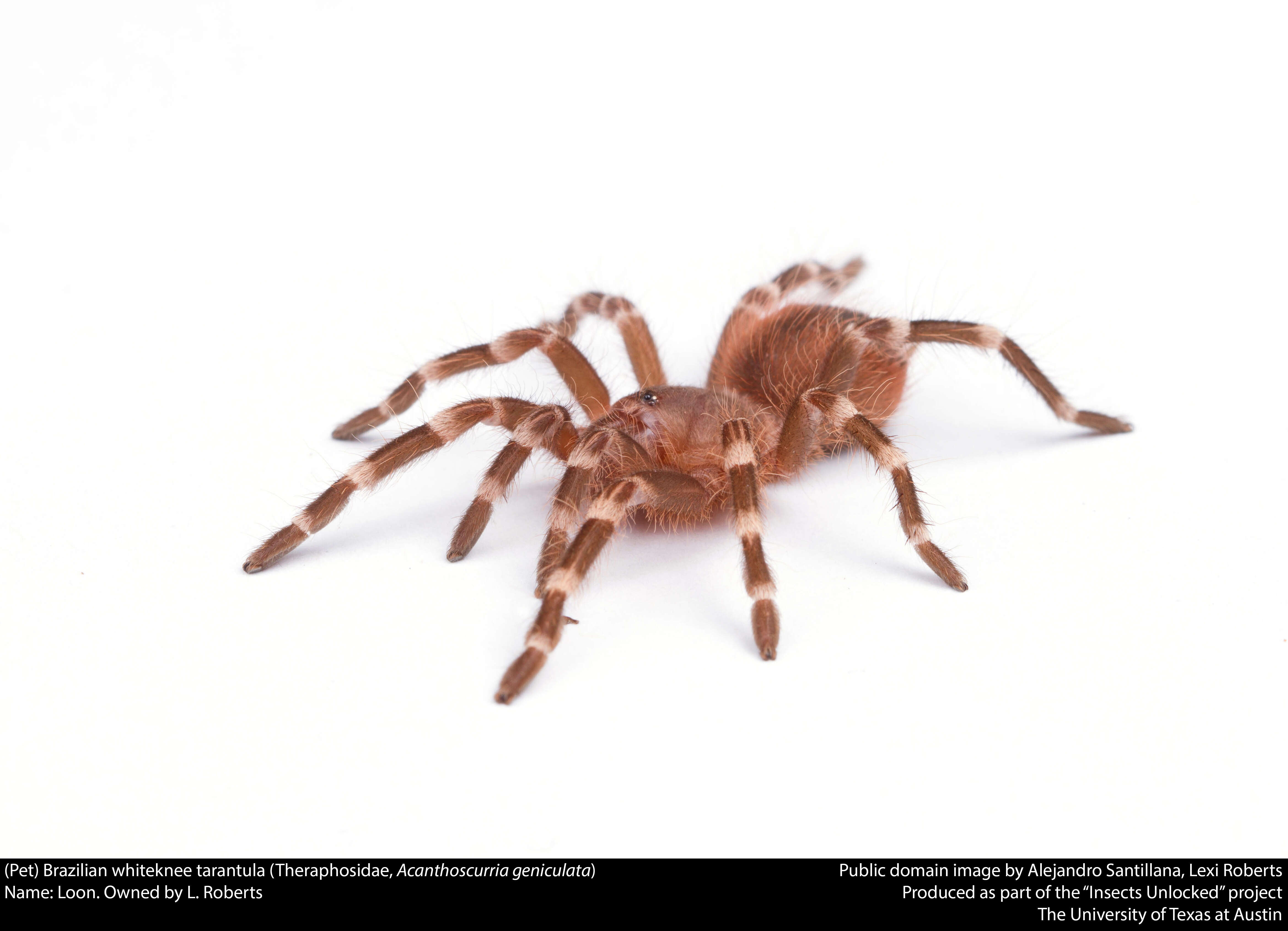 Image of Brazilian Whiteknee Tarantula