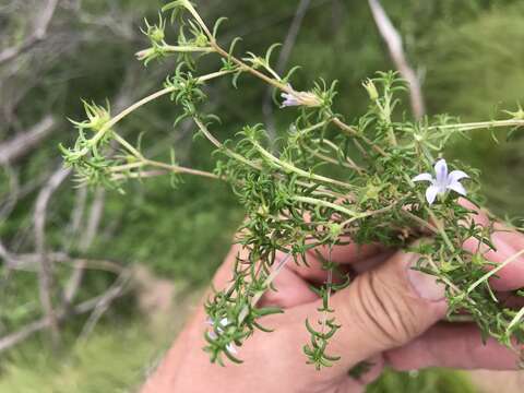 Image of Wahlenbergia thunbergii (Schult.) B. Nord.