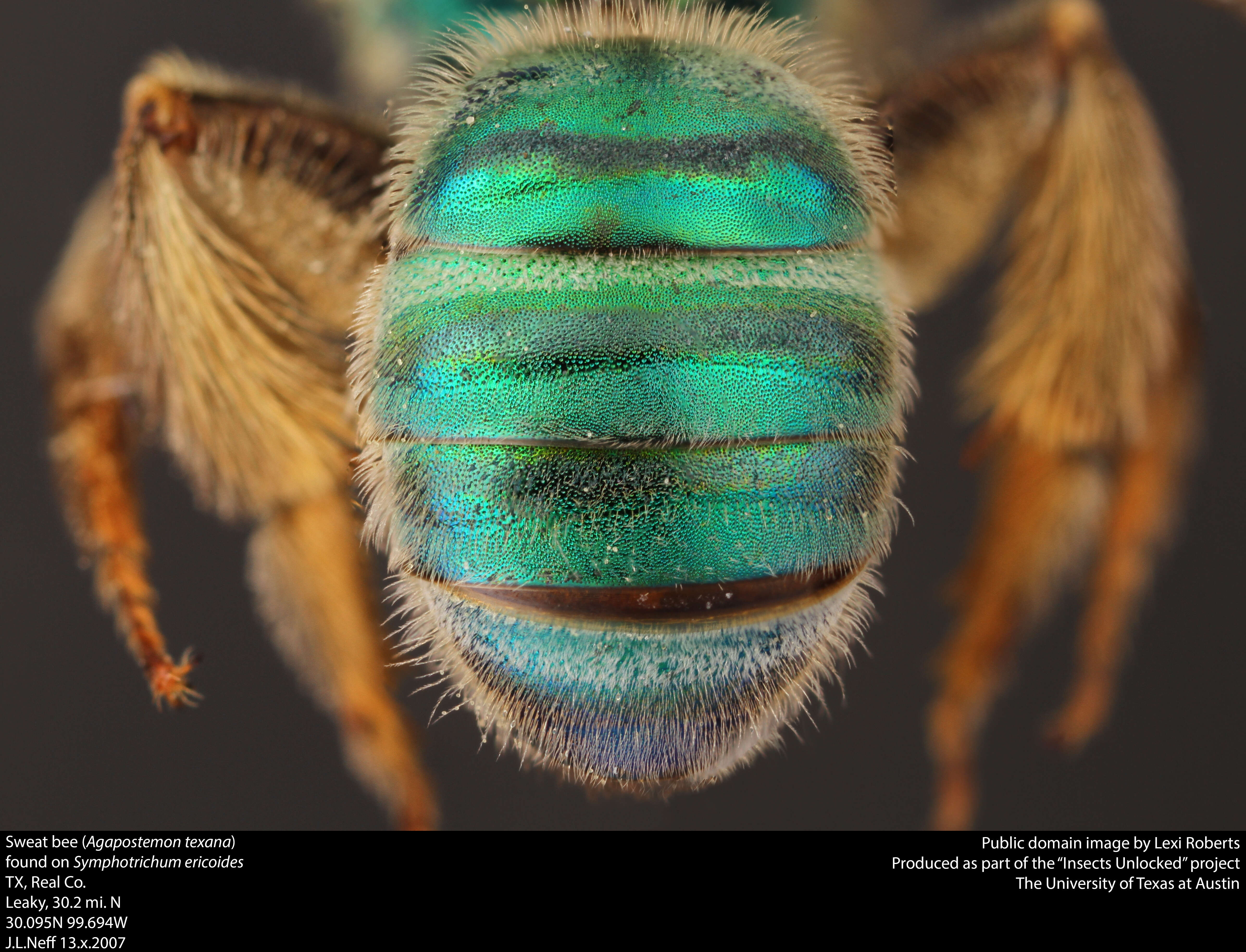 Agapostemon texanus Cresson 1872的圖片