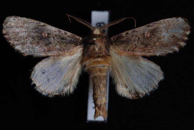 Image of Morning-glory Prominent