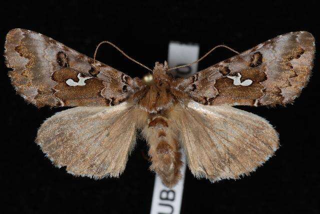 Image de Autographa corusca Strecker 1885