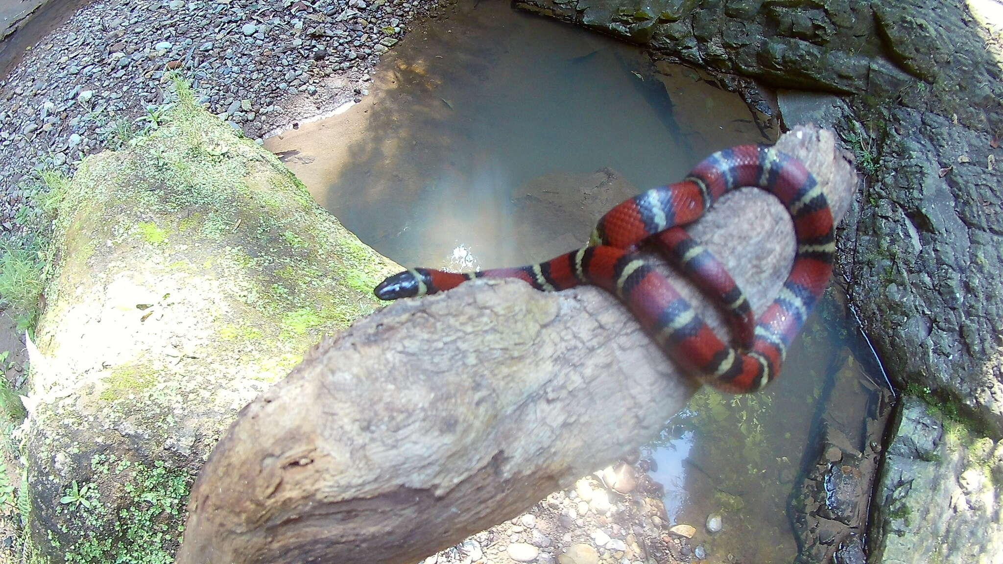 Image of Ruthvens Kingsnake