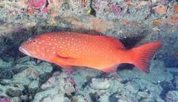 Image of Barcheek coral trout