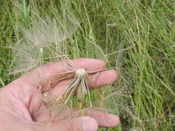 Image of yellow salsify