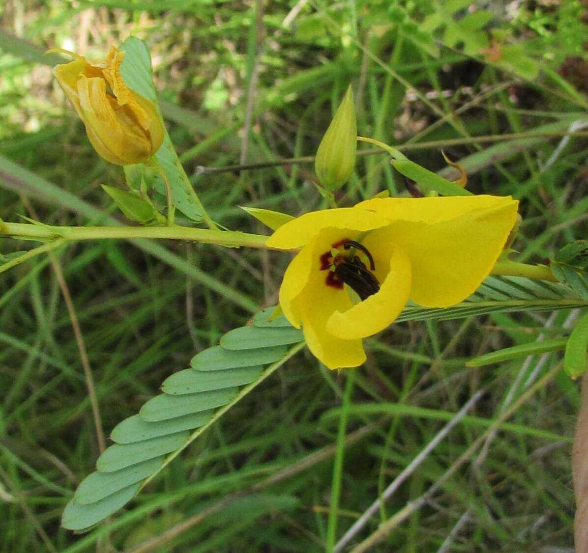 Image of partridge pea