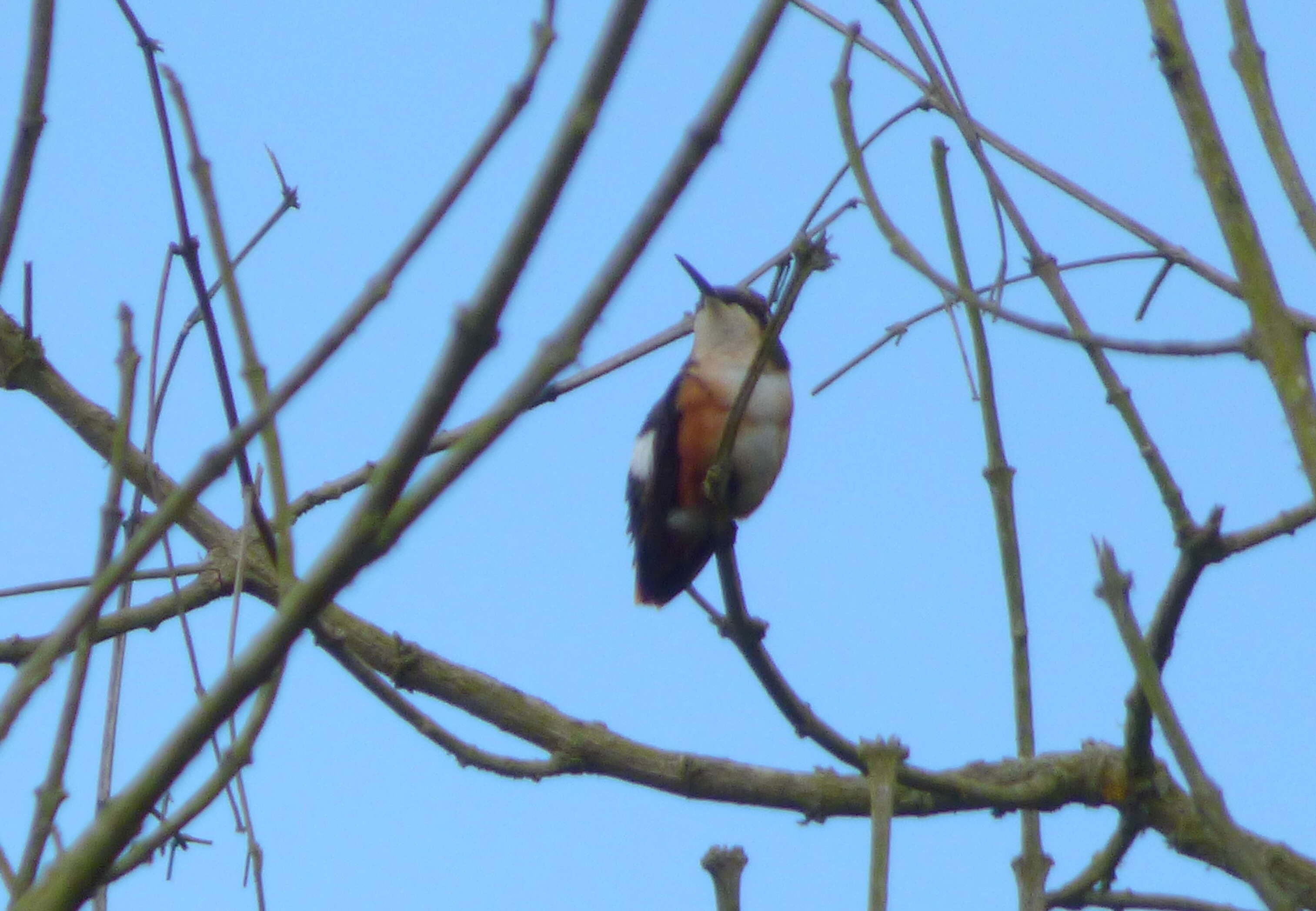 Image de Colibri de Mulsant