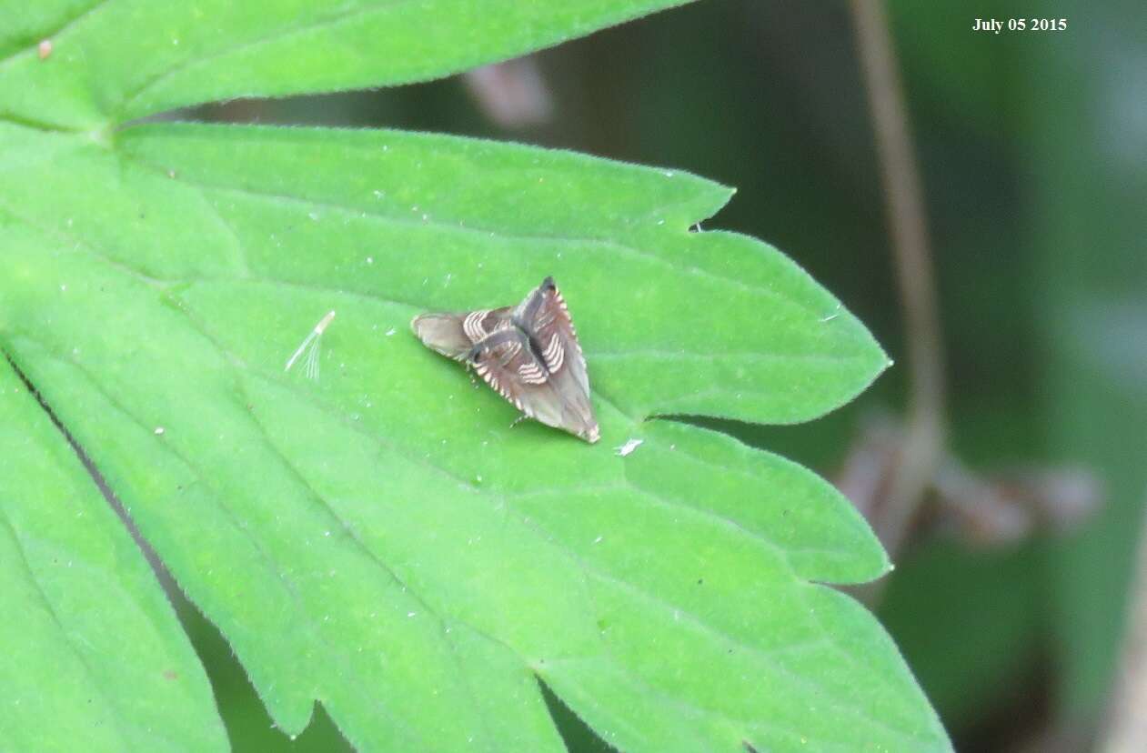 Image of Eurasian Hemp Moth