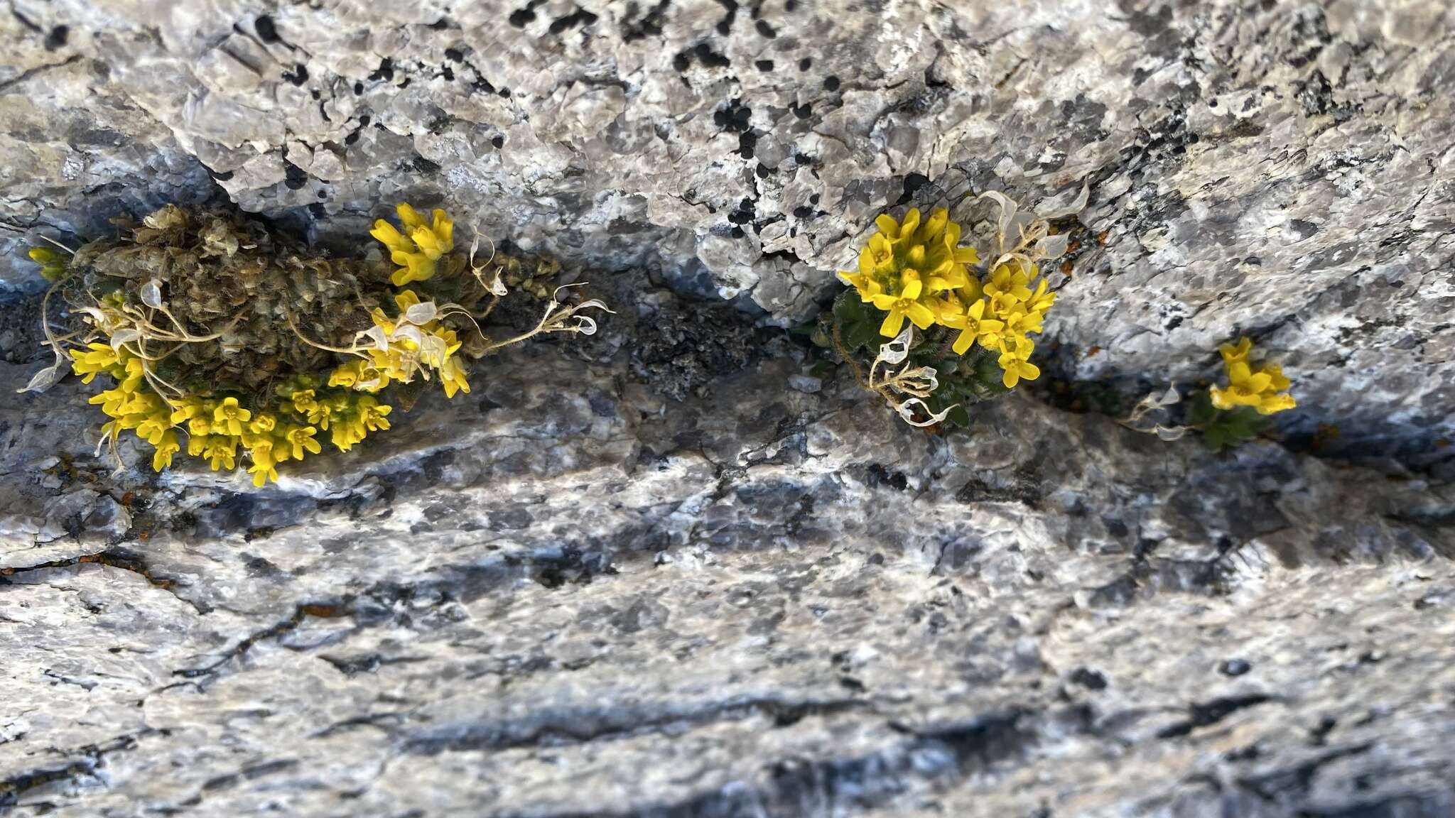 Image of granite draba