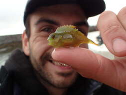 Image of lumpfishes