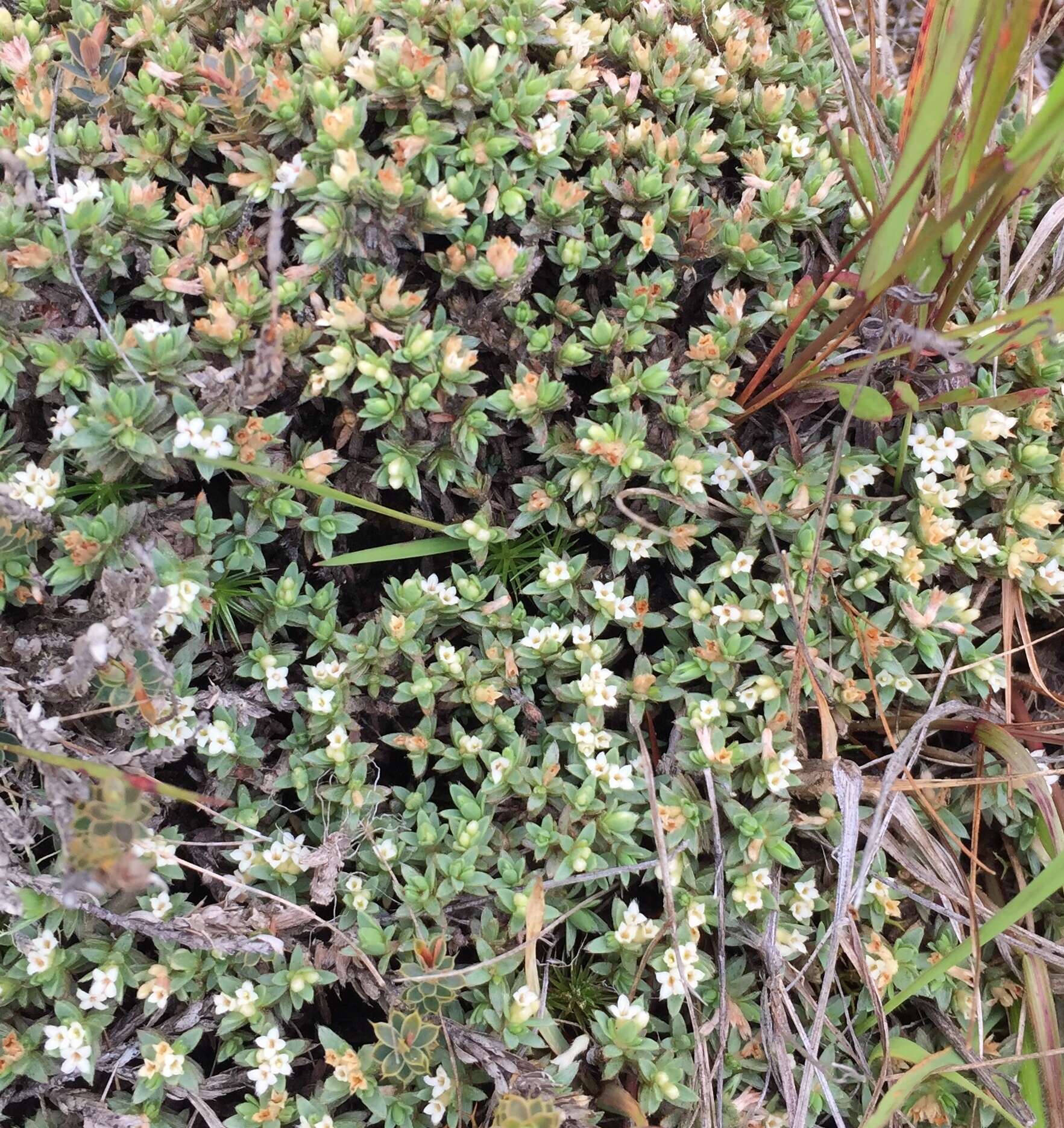 Image of Pimelea oreophila subsp. lepta C. J. Burrows