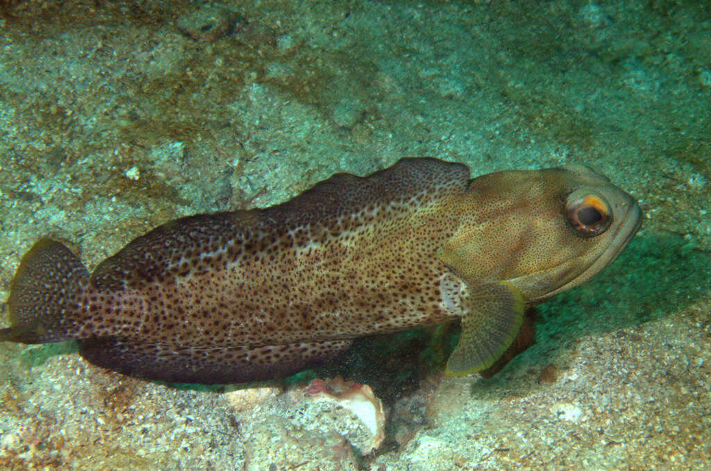 Image of Finespotted jawfish