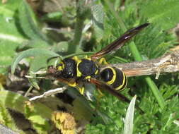 Image de Odynerus consobrinus Dufour 1839