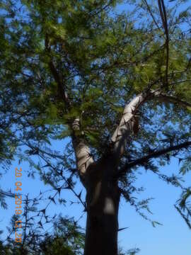 Image of Vachellia hindsii (Benth.) Seigler & Ebinger