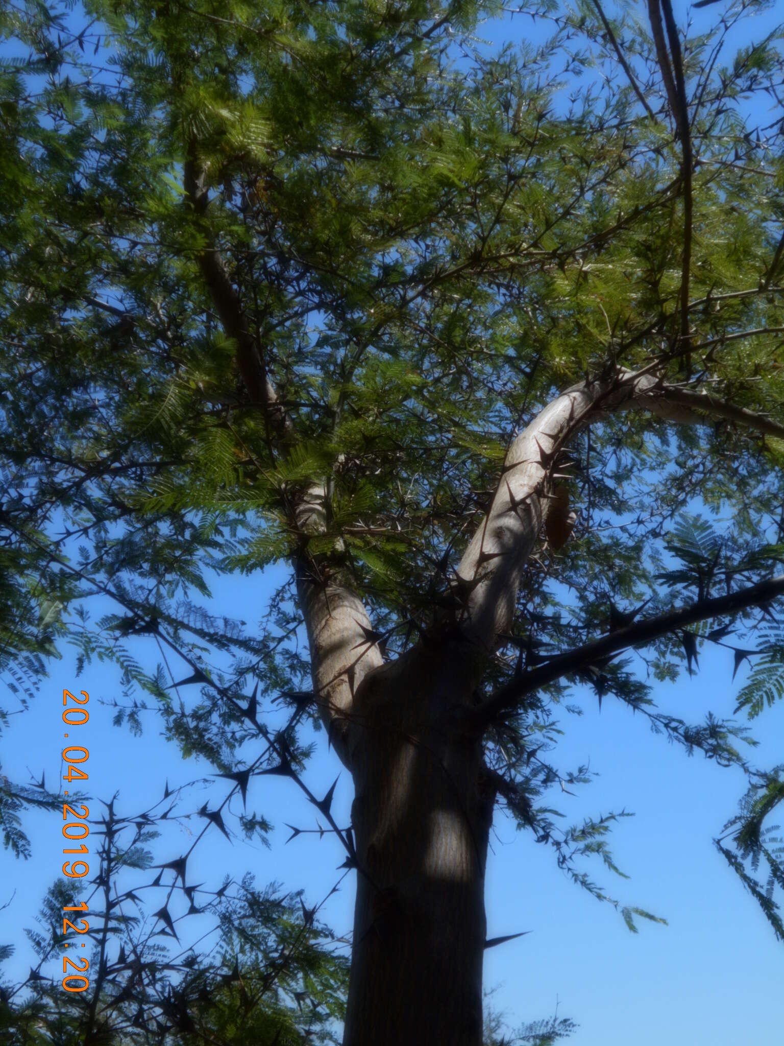 Image of Vachellia hindsii (Benth.) Seigler & Ebinger