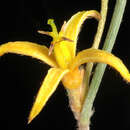 Image of Persoonia angustiflora Benth.