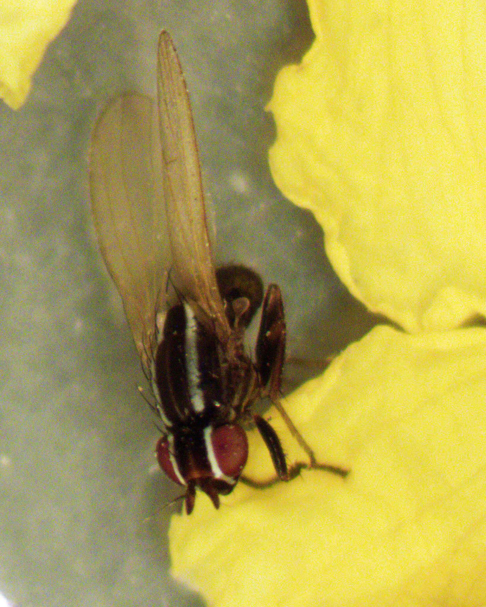 Image of Poecilohetaerus aquilus Schneider 1991