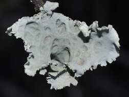 Image of cartilage lichen