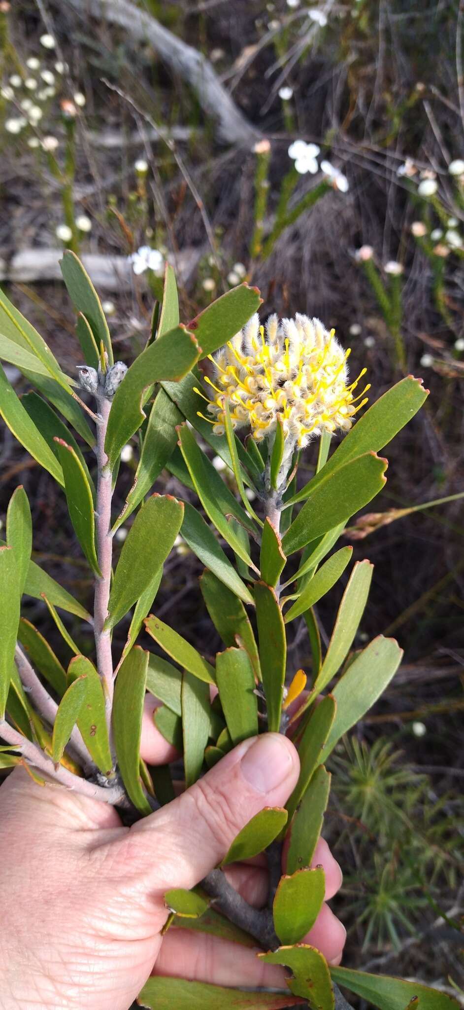 Image of Leucospermum truncatum (Buek ex Meissn.) Rourke