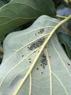 Image of Avocado lace bug