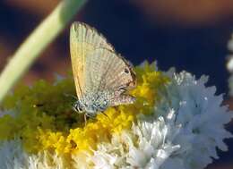 Nacaduba biocellata (Felder & Felder 1865) resmi