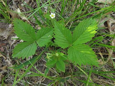 Image of woodland strawberry